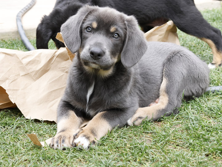 chinook dog